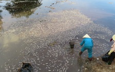 Hàng vạn con cá chết nổi lên dày đặc mặt hồ ở Đồng Hới
