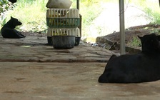 Theo chân kiểm lâm truy tìm dấu vết 2 con báo đen và kết quả bất ngờ