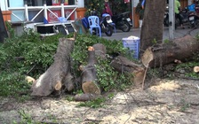 Hú vía: Cây bàng Đài Loan 15 mét gãy ngang trên đường phố Sài Gòn