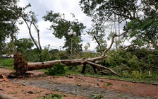 Cận cảnh bão số 5 tàn phá tan hoang cây xanh ở Thừa Thiên-Huế
