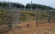 Phá hoại hành lang cao tốc TP.HCM – Long Thành – Dầu Giây để cho bò vào ăn cỏ