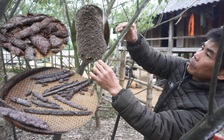 Thoát nghèo nhờ nuôi cánh kiến đỏ - con vật siêu nhỏ - ở biên giới