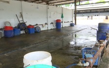 Đà Nẵng tìm cách chuyển lò giết mổ ô nhiễm ra khỏi khu dân cư