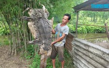 Người dân vùng ven Sài Gòn hoang mang kể chuyện bị cá sấu trèo lên ghe