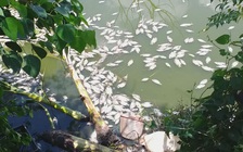 Cá chết nổi trắng hồ ở Thừa Thiên - Huế khiến người dân khốn khổ