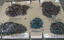 Nhắm vào người về quê tránh dịch Covid-19, “đinh tặc” hoành hành trở lại