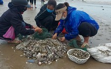 Sau mưa lũ, người dân Hà Tĩnh đi vớt hàng chục tấn “lộc trời”