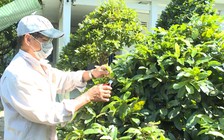 Nhà vườn trồng mai ở Vĩnh Long ngày đêm lo lắng một cái Tết không trọn vẹn