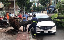 Hú vía vì cây xanh bật gốc đè ô tô 7 chỗ ở trung tâm TP.HCM