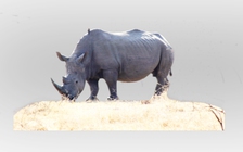 Nói không với thuốc từ động vật hoang dã