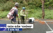 Bắt sống trăn gấm dài hơn 4 mét chuẩn bị "xơi tái" khỉ ở Sơn Trà