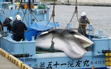 Nhật quay lại đánh bắt cá voi thương mại sau 31 năm