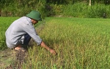 Điều tra thông tin người dân trình báo 'bị người thân phá hoại hoa màu'