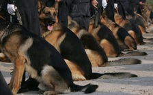 Trung Quốc nhân bản vô tính ‘cảnh khuyển Sherlock Holmes'