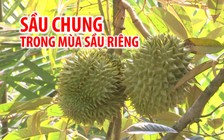 Nông dân sầu chung trong mùa sầu riêng rớt giá