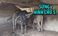 Con trâu có cặp sừng “chỉ thiên, chỉ địa” hình chữ S ở Quảng Trị