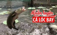 Đàn cá lóc bay nổi tiếng Cần Thơ được huấn luyện ra sao?