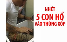 Nhét 5 con hổ vào trong thùng xốp, vẫn không thoát được công an