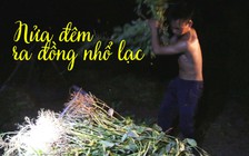 Tránh nắng ngày, người Hà Tĩnh thu hoạch lạc lúc nửa đêm