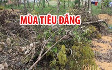 Ngậm ngùi, cay đắng nhổ bỏ hàng ngàn gốc tiêu chết khô