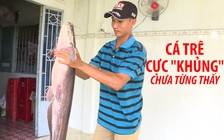 Bắt được cá trê “khủng” lớn chưa từng thấy trên sông Cổ Chiên