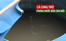 Loài cá “giỏi vật lý”, phun nước săn mồi bách phát bách trúng