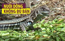 Nuôi dông Ninh Thuận: Giá cao vẫn không đủ hàng bán