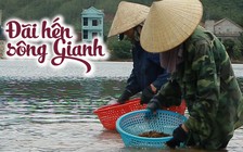 Một ngày theo chân nông dân đi đãi hến sông Gianh