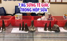 Giấu hơn 7 kg sừng tê giác vào sữa hòng qua Tân Sơn Nhất