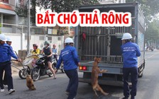 Đội bắt chó ra quân, dùng thòng lọng bắt gọn nhiều chó thả rông