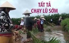 Méo mặt vì lũ sớm, dân An Giang cắn răng bán tháo hoa màu