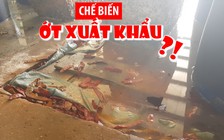Chế biến ớt xuất khẩu trong hồ đầy côn trùng chết và phân súc vật