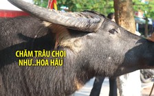 Trâu chọi Đồ Sơn được đo các vòng như thi hoa hậu trước ngày lâm trận