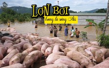 Nước sông Mã dâng, hàng ngàn con lợn bơi trong nước lũ