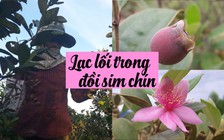 Theo chân nông dân lên đồi hái sim chín Thạch Hà
