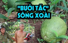 “Bưởi tặc” hoành hành, nông dân mang chó ra vườn ngủ canh trộm