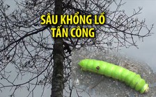 Kinh hãi đàn sâu khổng lồ tấn công hàng cây xanh