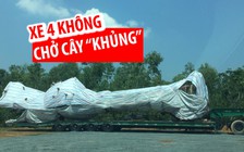 Không mang bằng lái, vẫn ngang nhiên chở cây “quái thú” ra Hà Nội