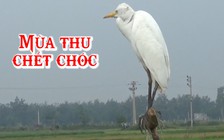 Mùa thu chết chóc của chim trời trên những cánh đồng cạm bẫy bủa vây