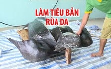 Cận cảnh làm tiêu bản rùa da cực quý hiếm trên đảo Lý Sơn