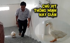 Chú vịt thông minh, hay giận dỗi nổi tiếng khắp Cà Mau