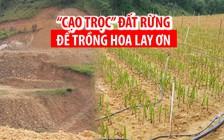 “Cạo trọc” hàng chục ngàn mét vuông đất rừng để trồng hoa lay ơn