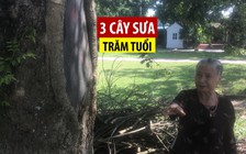 3 cây sưa cổ hàng trăm năm tuổi ở đình Quán Giá