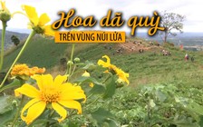 Đồng hoa dã quỳ tuyệt đẹp trên vùng núi lửa Chư Đăng Ya triệu năm