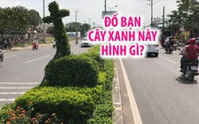 Cây xanh lạ mắt “tạo hình đàn kìm ra hình chữ thập” ở Cần Thơ