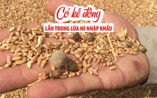 Chặn đứng cỏ kế đồng lẫn trong lúa mì nhập khẩu vào Việt Nam