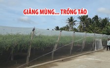 Vườn táo lủng lẳng xanh mướt trong... chiếc mùng khổng lồ