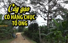 Cây gạo kỳ lạ có hàng chục đàn ong kéo về làm tổ