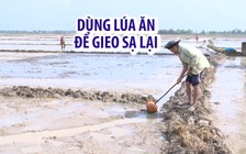 Nông dân phải dùng lúa ăn làm giống để gieo sạ lại vì mưa gió