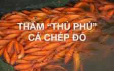 23 tháng Chạp, ghé thăm nơi cung cấp cá chép cho ông Táo về trời